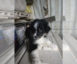 Puppy Puppy Female 1 Australian Shepherd