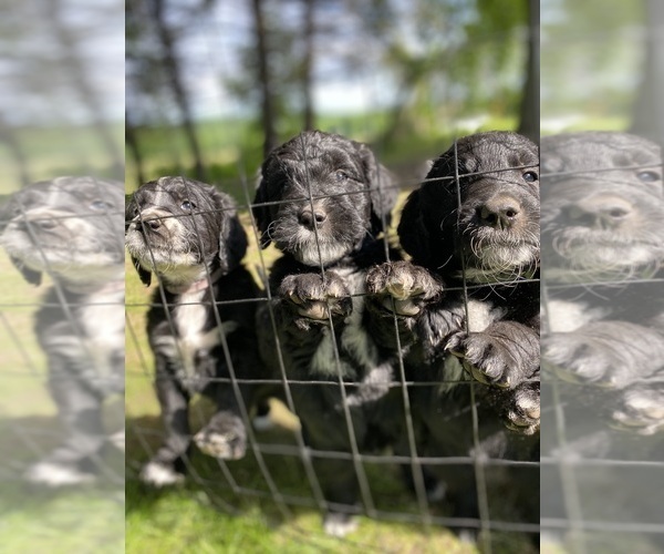 Medium Photo #10 Bernedoodle-Golden Retriever Mix Puppy For Sale in BEULAH, MI, USA