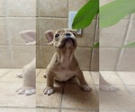 Small #3 French Bulldog