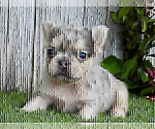 Medium Photo #1 French Bulldog Puppy For Sale in WEST PALM BEACH, FL, USA