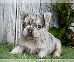 Small French Bulldog