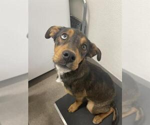 Labrador Retriever-Unknown Mix Dogs for adoption in HESPERIA, CA, USA