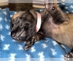 Small Photo #297 Belgian Malinois Puppy For Sale in REESEVILLE, WI, USA