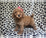 Small #4 Goldendoodle (Miniature)