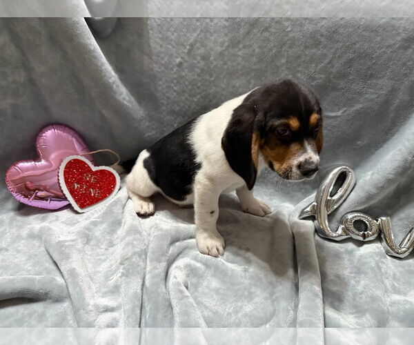 Medium Photo #4 Beagle-German Shepherd Dog Mix Puppy For Sale in Texarkana, TX, USA