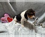 Small #3 Beagle-German Shepherd Dog Mix