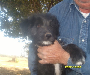 F2 Aussiedoodle Dogs for adoption in Tahlequah, OK, USA