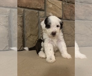 Portuguese Water Dog Puppy for sale in SWARTZ CREEK, MI, USA