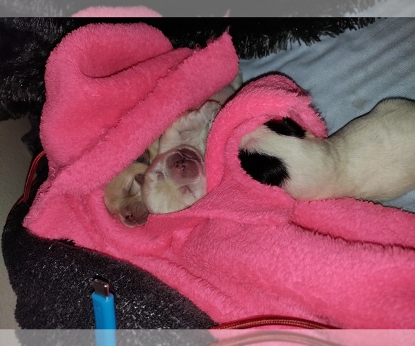 Medium Photo #3 Shinese Puppy For Sale in SPOKANE VALLEY, WA, USA