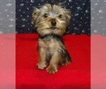 Small #2 Yorkshire Terrier