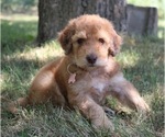 Small #1 Goldendoodle