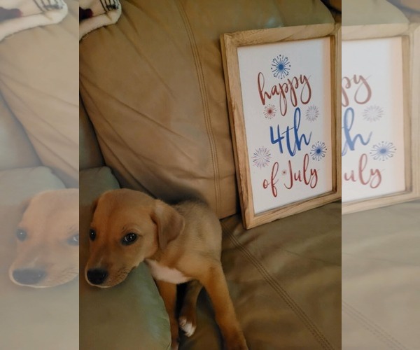 Medium Photo #4 Puggle Puppy For Sale in pomfret, CT, USA