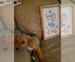 Small #3 Puggle