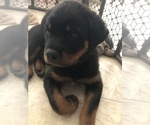 Small Photo #9 Rottweiler Puppy For Sale in FOREST GROVE, OR, USA