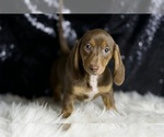 Small Photo #4 Dachshund Puppy For Sale in WARSAW, IN, USA