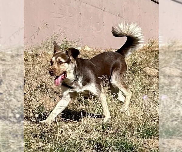 Medium Photo #4 Aussie Siberian Puppy For Sale in Denver , CO, USA