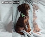Small Photo #4 Doberman Pinscher Puppy For Sale in POMEROY, OH, USA