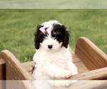Small #2 Cavapoo