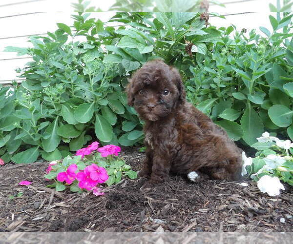Medium Photo #7 Maltipoo Puppy For Sale in SUGARCREEK, OH, USA