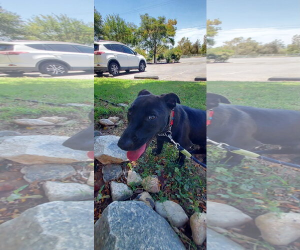 Medium Photo #3 Labrador Retriever-Unknown Mix Puppy For Sale in San Diego, CA, USA