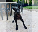 Small #21 American Pit Bull Terrier Mix