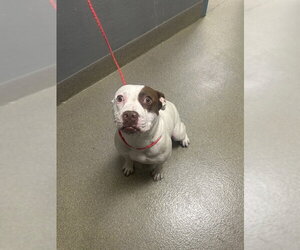 Mutt Dogs for adoption in Las Vegas, NV, USA