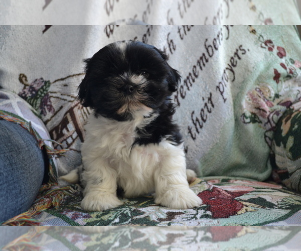 Medium Photo #12 Shih Tzu-Zuchon Mix Puppy For Sale in GREENWOOD, WI, USA