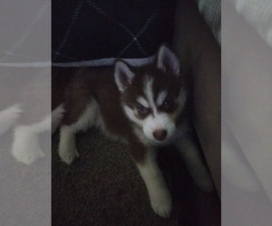 Siberian Husky Puppy for sale in MADISON, TN, USA
