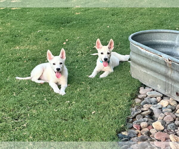 Medium Photo #4 - Mix Puppy For Sale in Phoenix, AZ, USA