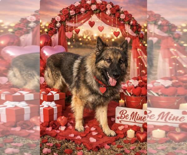 Medium Photo #2 German Shepherd Dog Puppy For Sale in Pryor, OK, USA