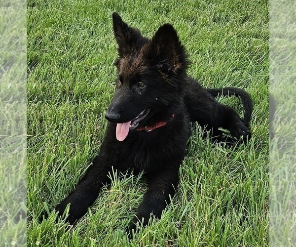Medium Photo #6 German Shepherd Dog Puppy For Sale in EOLIA, MO, USA