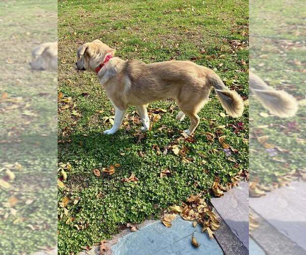 Medium Photo #11 Siberian Husky-Unknown Mix Puppy For Sale in New York, NY, USA