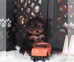 Small #2 Yorkshire Terrier