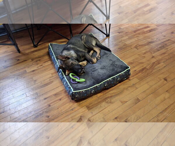 Medium Photo #7 German Shepherd Dog Puppy For Sale in Sebec, ME, USA