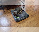 Small #6 German Shepherd Dog