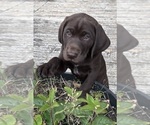 Puppy Choco Taco German Shorthaired Lab