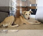 Small #2 Labrador Retriever Mix