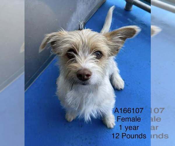 Medium Photo #1 Mutt Puppy For Sale in Calgary, Alberta, Canada