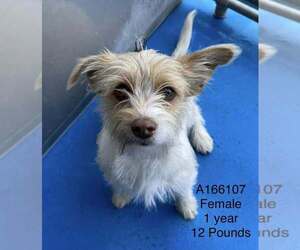 Mutt Dog for Adoption in Calgary, Alberta Canada