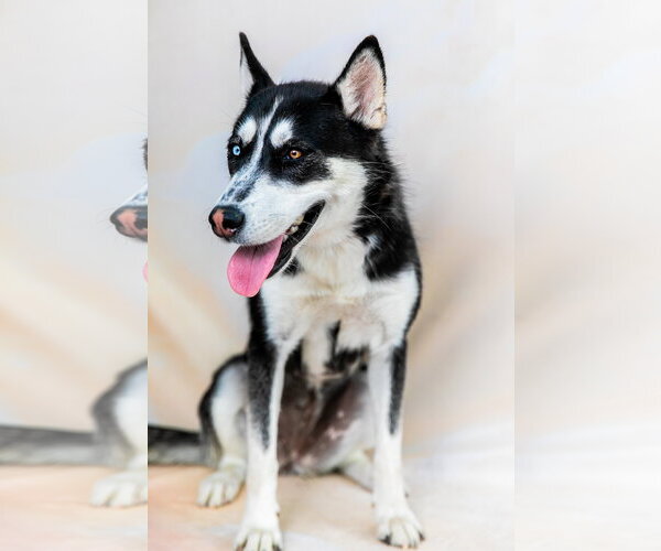 Medium Photo #2 Siberian Husky Puppy For Sale in Pasadena, CA, USA