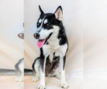 Small #1 Siberian Husky