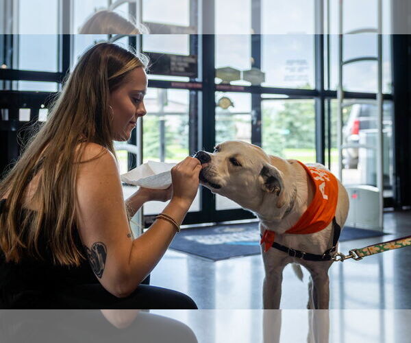 Medium Photo #26 Boxador Puppy For Sale in Princeton, MN, USA