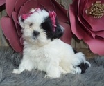 Small Photo #1 Shih Tzu Puppy For Sale in HONEY BROOK, PA, USA
