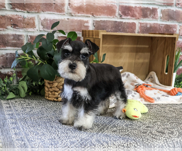 Medium Photo #6 Schnauzer (Miniature) Puppy For Sale in SYRACUSE, IN, USA