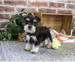 Small #5 Schnauzer (Miniature)