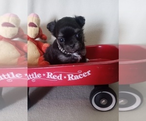 Chihuahua Puppy for sale in NEWVILLE, PA, USA
