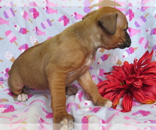 Medium Photo #2 Boxer Puppy For Sale in SHILOH, OH, USA