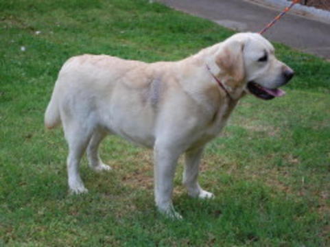 Medium Photo #1 Labrador Retriever Puppy For Sale in JACKSON, MI, USA