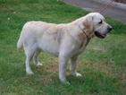 Small Photo #1 Labrador Retriever Puppy For Sale in JACKSON, MI, USA