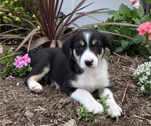 Border Collie Puppy for sale in OWEN, WI, USA